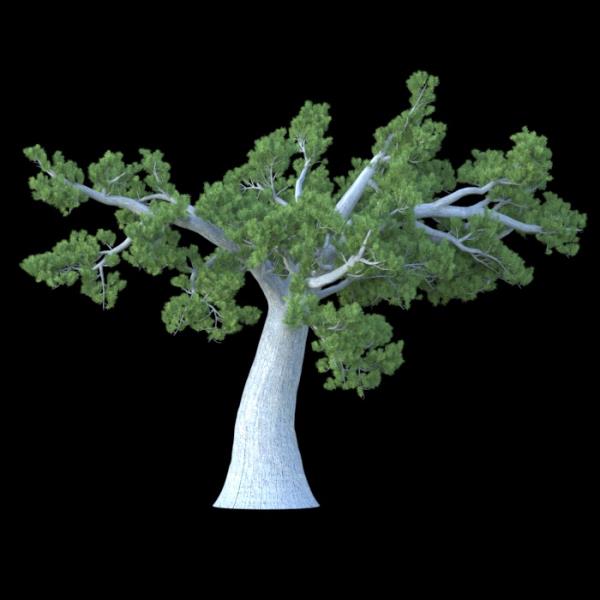 درخت کاج Tree - دانلود مدل سه بعدی درخت کاج Tree - آبجکت سه بعدی درخت کاج Tree - دانلود آبجکت سه بعدی درخت کاج Tree -دانلود مدل سه بعدی fbx - دانلود مدل سه بعدی obj -PinusAlbicaulis 3d model free download  - PinusAlbicaulis 3d Object - PinusAlbicaulis OBJ 3d models - PinusAlbicaulis FBX 3d Models - 
